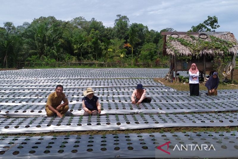 kegiatan di sektor pertanian 